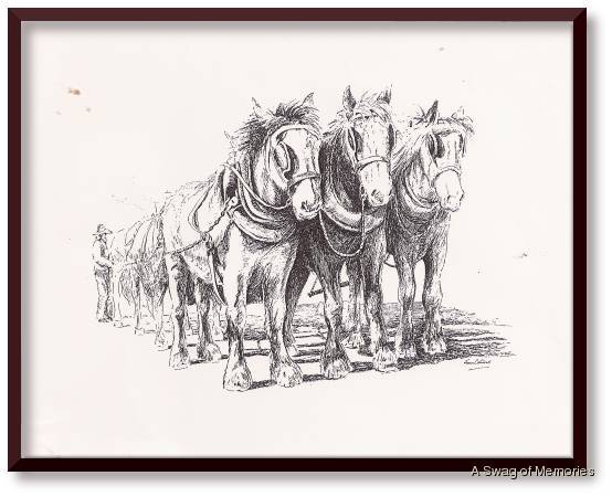 clydesdales