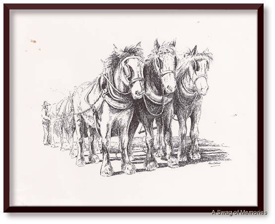 clydesdales