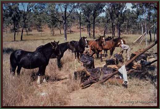 pack horse