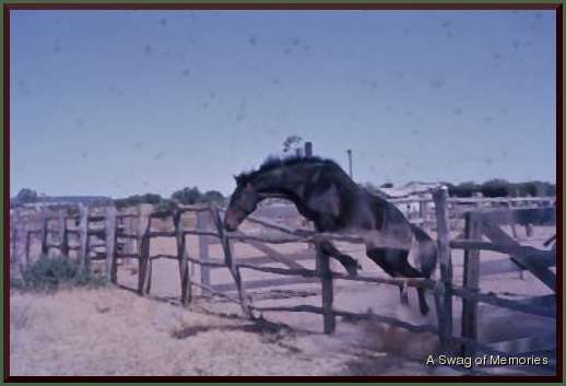 brumby breaking fence